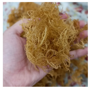 Algas marinas de algodón secadas al sol saladas limpiadas embaladas en fardos suministro a granel de Vietnam - Product Image 4