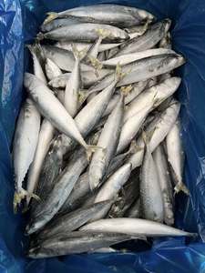 ปลาแมคเคอเรลแปซิฟิกแช่แข็ง IQF ราคาส่งถูก พร้อมอายุการเก็บรักษา 12 เดือน สำหรับขาย - Product Image 5