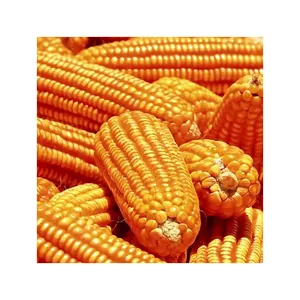 Alta calidad barato precio al por mayor de maíz amarillo seco Grans/maíz de maíz para la venta