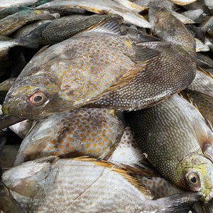 Poisson de lapin entier sauvage du Vietnam, surgelé IQF, emballé sous vide, poids personnalisable (500g/10kg), export de produits de la mer - Product Image 4