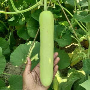 Graines hybrides F1 spéciales de courge bouteille Longue Étoile de Lune, pureté 99,99%, germination 85% - Product Image 1