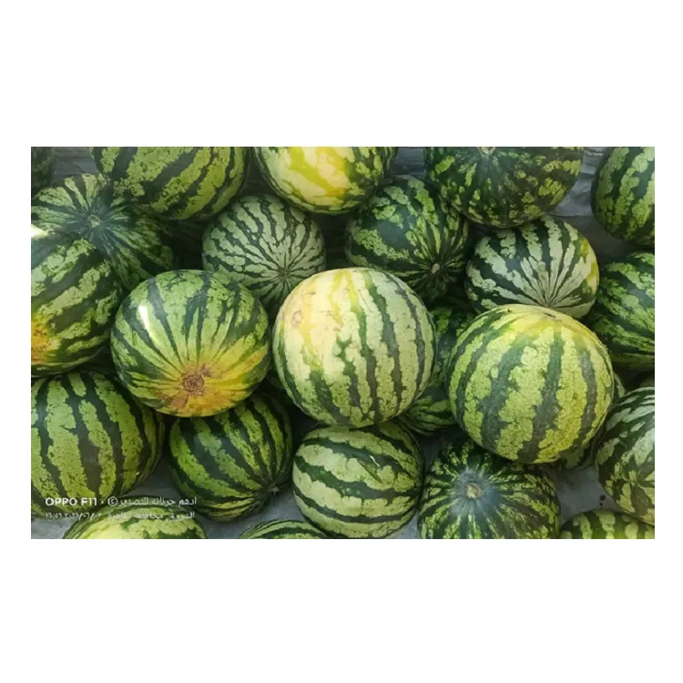 100% Natural Delicious Taste Best Quality Wholesale Egyptian Fresh Fruit Seedless Watermelon at Reliable Market Price from Egypt