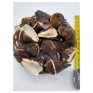 Operculos de conchas marinas de primera calidad, limpios y secos. - Product Image 2