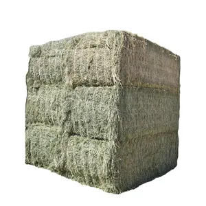High Quality Alfalfa Hay For Animal Feed Lucerne Straw Rhodes Grass Animal Feed