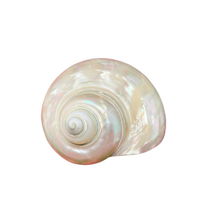 เปลือกหอยเทอร์โบสีเบเกสขัดเงาจากเวียดนามสำหรับตกแต่งบ้านหรูหรามีหลายขนาดให้เลือกสำหรับการส่งออก - Product Image 5