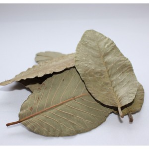 ใบฝรั่ง - Product Image 2