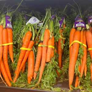 High Quality Carrots/ Wholesale Fresh Red Carrot Organic Fresh Carrots for Sale