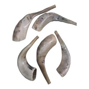 Cuerno de Shofar de Carnero Natural Pulido - Decoración Religiosa Ecológica para el Hogar de Alta Calidad - Product Image 2