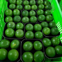 Export Van Verse Kalk Naar De Markt Van Dubai Met Een Verpakking Van 7 Kg/doos 84 976727907 Ms Carolina