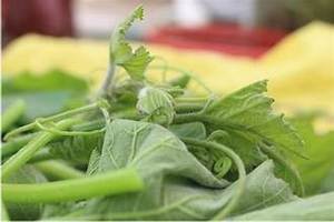 INGREDIENTE BASADO EN PLANTAS DE ETIQUETA LIMPIA DE HOJAS DE CALABAZA CONGELADAS DE CALIDAD PREMIUM PARA EL APOYO INMUNE Y LA DIETA SALUDABLE - Product Image 2