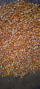 Ngô ngô nguyên hạt vàng trắng chất lượng cao cấp độ ẩm 13 phần trăm lưu trữ số lượng lớn Thời hạn sử dụng dài Mười hai tháng cung cấp - Product Image 3