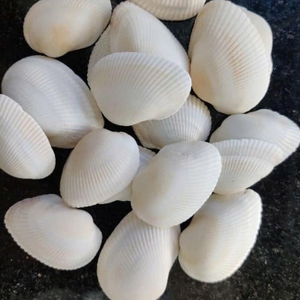เปลือกหอยที่คัดสรรมาอย่างดีสำหรับการตกแต่งบ้านบริเวณชายฝั่งการจัดงานแต่งงานและกิจกรรมพิเศษ - Product Image 1