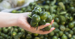 CONCENTRÉ DE JUS CALAMANSI KUMQUAT CONGELÉ DU Vietnam Jus congelé à boire - Product Image 6