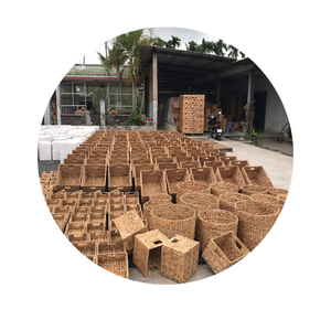 VENDO JACINTO DE AGUA SECA A PRECIOS ASEQUIBLES ORIGINARIO DE VIETNAM EN 2024/Sra. Thi - Product Image 2