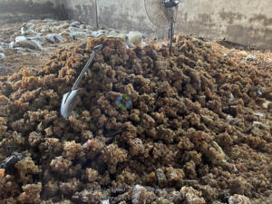 Goma arábiga de acacia de Sudán orgánica 100% pura y natural goma arábiga de Senegal utilizada en la industria de alimentos y bebidas goma arábiga de Acacia - Product Image 6