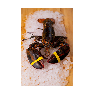 Homard entier cru congelé de qualité supérieure avec procédé BQF pour l'achat en gros – Fiabilité garantie - Product Image 6