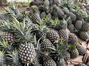 Piña fresca de calidad superior: Envío Directo de proveedor a mayorista desde Vietnam - Product Image 5