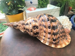 Concha de Trompeta Natural Decorativa Vietnamita/ Concha de Tritón/ Concha Marina para Exportación a Precio Económico - Product Image 5