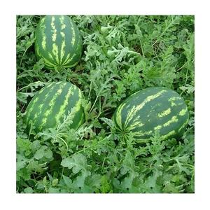 Sandía Fresca Sin Semillas Más Vendida, Orgánica, Pura, Natural, Dulce, Grado A, 25 kg, de Portugal - Product Image 3