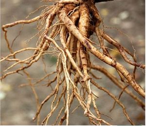 Fabricantes al por mayor del sur de la India para la calidad superior Ashwagandha Roots se utiliza para el crecimiento de la inmunidad corporal con Un buen embalaje - Product Image 6
