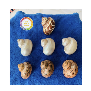 Caracoles frescos congelados manchados de Babilonia, principal proveedor de mariscos de Vietnam, carne de caracol de mar de exportación a granel para restaurante y uso al por mayor - Product Image 2