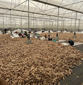 BEST PRICE GOOD QUALITY ELEPHANT <b>GINGER</b> WHOLESALE COLLECTED FROM VIETNAM COUNTRY BUFFALO <b>GINGER</b> WITH REASONABLE PRICE - Product Image 5