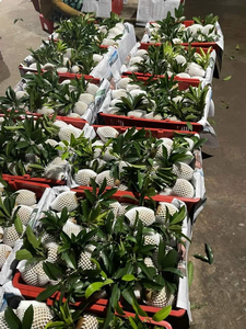 ผลไม้ซาโปนิล่าสดจากเวียดนามนิ่มและหวานมากผลไม้พรีเมี่ยมขายดี - Product Image 3