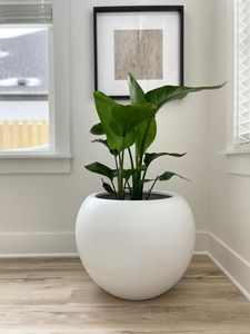 Maceta grande de fibra de vidrio FRP de alta calidad, diseño clásico para el hogar, jardín al aire libre, vivero, producto Artificial - Product Image 4