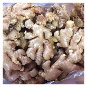 Jengibre fresco de primera calidad de Vietnam al mejor precio disponible para procesamiento de alimentos e ingredientes para cocinar - Product Image 1