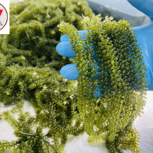 Venta al por mayor de deliciosas uvas de mar secas naturales (Laver) de 99GD Vietnam Fresh Style Private Label Packaging disponibles para reventa - Product Image 5