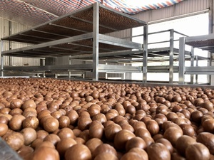 ถั่วแมคคาเดเมียแตกขนาด22-25มม. จากเวียดนามพร้อมรับประทานคุณภาพสูงเป็นมิตรกับสิ่งแวดล้อมการค้าที่ยั่งยืน - Product Image 5