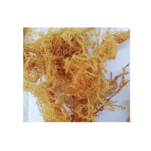 COTTONII SEAWEED-Algas marinas Cottonii DE CALIDAD DE EXPORTACIÓN DE Vietnam con varios colores y tamaños sin sal - Product Image 1