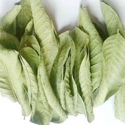 Hojas de guayaba secas fáciles de usar para té al por mayor - Product Image 4