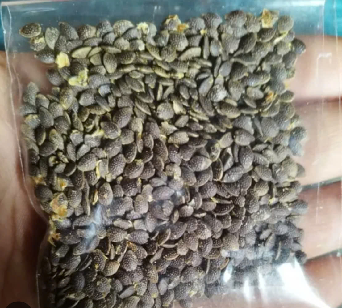 camolina seeds