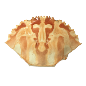 Conchas de Cangrejo Secas de Vietnam, Conchas de Cangrejo Naturales Limpias, Ingrediente Premium para Mariscos, Exportación al por Mayor a Granel 2025 - Product Image 1