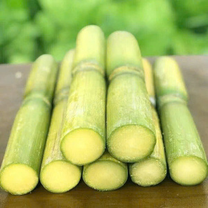 Bâtonnets de canne à sucre surgelés IQF en vrac, qualité supérieure pour la production de boissons et la transformation alimentaire par VIET D.E.L.T.A - Product Image 5