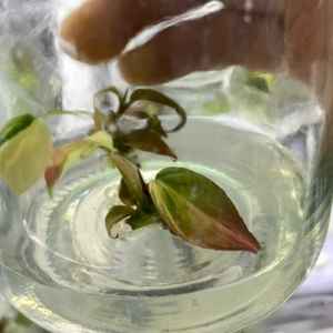 Plante rare de Philodendron Micans variegata en culture tissulaire - Feuille veloutée 3-5 cm, cultivée en laboratoire et certifiée phytosanitaire - Product Image 3