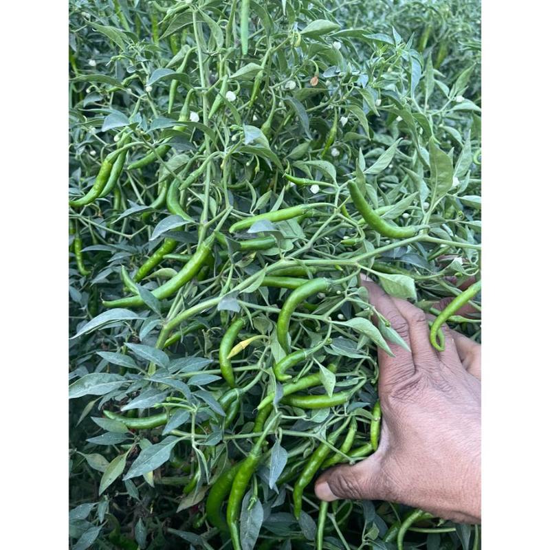 Wholesale Indian Agriculture Fresh Other Vegetables