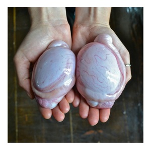 Compre testículos de res congelados en línea. Mejor precio, testículos de res halal. - Product Image 3