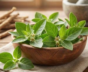Ashwagandha (Withania Somnifera) al por Mayor, Extracto de Raíz y Corteza, Cristalizado, Prensado en Frío, Grado Alimenticio Silvestre, Envasado al Vacío, Suministro de Fábrica - Product Image 3