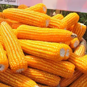 Roher Mais Mais gelber Mais Tierfutter 50kg Beutel 25 Tonnen/gelber Mais Preise Tier fütterung Mais