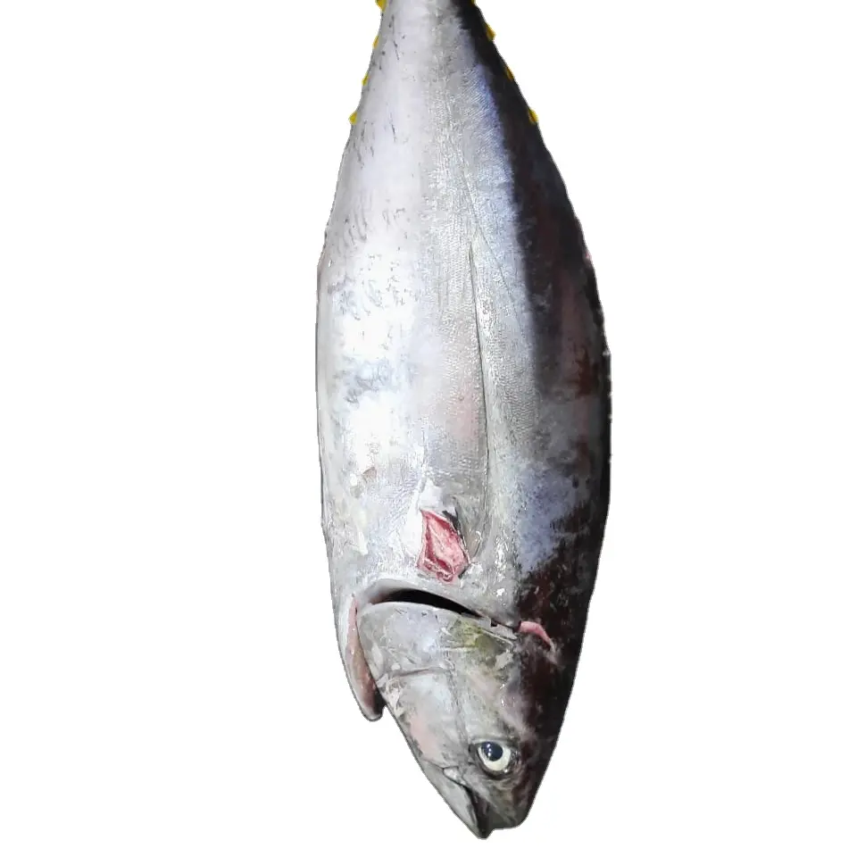 Vente en gros bon prix de thon albacore frais congelé sur ventes marketing