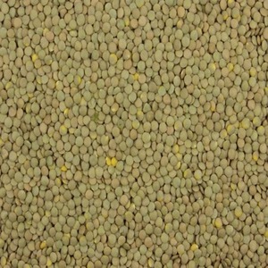 ถั่วเลนทิลเขียวออร์แกนิกพรีเมียม ปลอดสาร GMO บรรจุภัณฑ์ขนาดใหญ่เพื่อการเก็บรักษาอย่างปลอดภัยและการจัดส่งที่สะดวก - Product Image 1