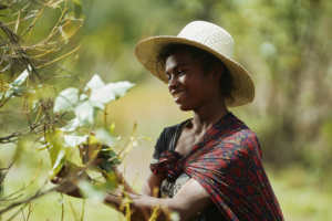 น้ำมันอะโวคาโดบริสุทธิ์ 100% ปราศจากสารเติมแต่ง ผลิตจากสวนปลูกที่เป็นกรรมสิทธิ์ในมาดากัสการ์ร่วมกับเกษตรกร - Product Image 5