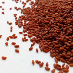 Berro | Hierba de crecimiento rápido | Adecuado para interiores - Product Image 4