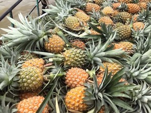 Meilleur prix Ananas mous séchés du Vietnam Fruits tropicaux dans l'emballage en vrac processus de publicité séché de l'élite - Product Image 5