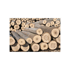 Fournisseur de grumes de peuplier de haute qualité avec des tailles personnalisables pour les acheteurs en vrac - Product Image 1