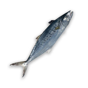 Maquereau espagnol de qualité supérieure, préparé pour les acheteurs en gros avec livraison rapide - Product Image 4