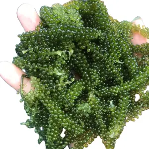 SUPPLIER OF FRESH SEA GRAPES/ DELICIOUS CAVIAR SEAWEED GREEN 100NATURAL/ green caviar with good price.