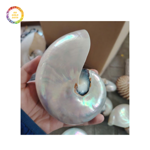 Exportation de haute qualité pour les coquilles Nautilus Coquilles océaniques en spirale uniques pour la décoration intérieure et la production artisanale Artisanat naturel - Product Image 2